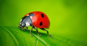 Turning Bugs Into Business Insights with Agile
